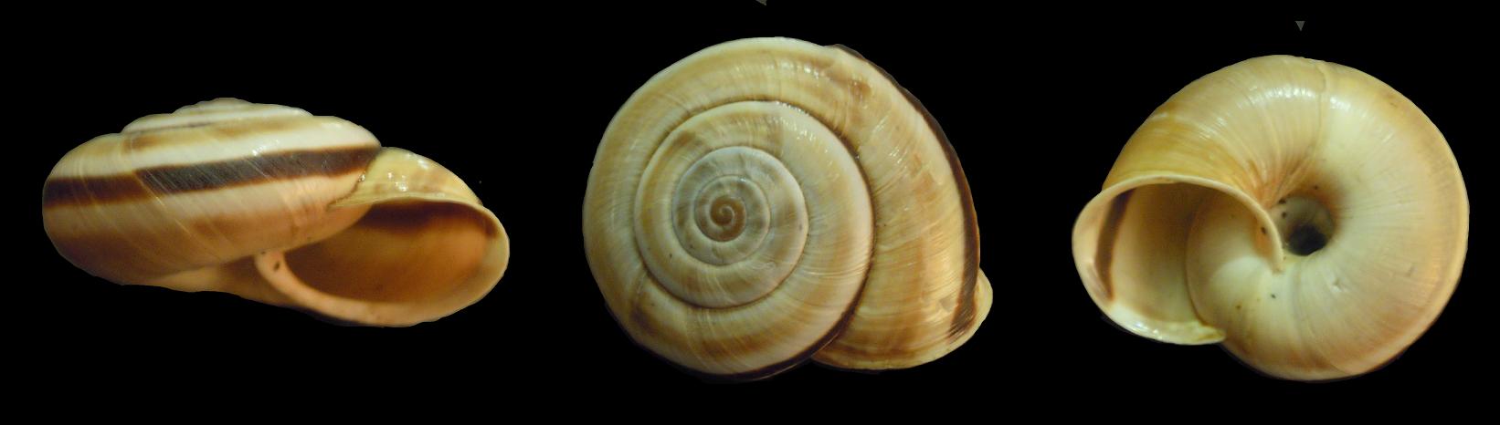 Chilostoma cingulatum apuanum - variabilit